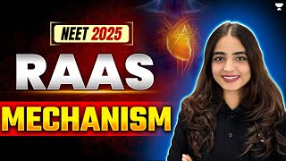 RAAS Mechanism  Excretory Products and their Elimination NEET 2025  Apeksha Singh neet2025 [upl. by Atterrol]