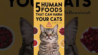 Cat food  Can cats get food poisoning cat cats kitten meowfelinemoments [upl. by Huan]