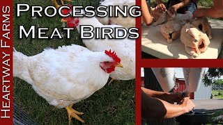 How To Process Meat Birds  Cornish Cross Chickens  Heartway Farms  Pastured Poultry Food Shortage [upl. by Enitsuj]