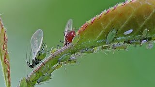 COMMENT ÉLIMINER LES PUCERONS AU NATUREL [upl. by Aihsela]