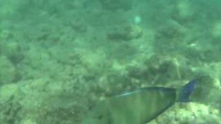 Ringtail Surgeonfish  Blochii Tang  Poipu Kauai Hawaii [upl. by Lebazi]