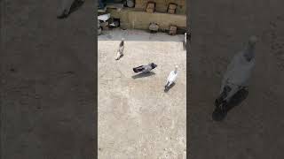 M badshaho ka badshah ytshorts attitude shayari  pigeon cage [upl. by Roselyn]