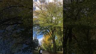 The AMERICAN ELM is making a comeback plants trees [upl. by Enelloc380]