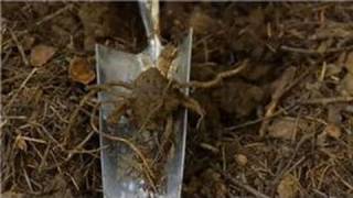 Transplanting amp Maintaining Garden Perennials  How to Transplant a Trillium Ovatum [upl. by Yelmene]