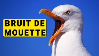 BRUIT DES MOUETTES [upl. by Cleve]