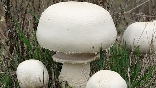 Agaricus arvensis  Champiñón Bola de nieve [upl. by Evette]