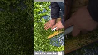 Hard Working Day 173 Coriander Cutting Tool [upl. by Baniez]