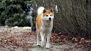 Hachi A Dogs Tale  Behind the Scenes Look at Aging the Dogs  HD [upl. by Ellinnet431]