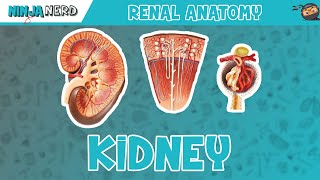 Renal  Kidney Anatomy Model [upl. by Iphagenia251]