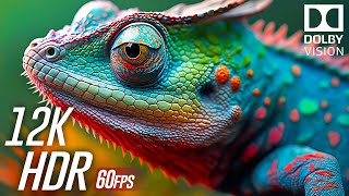 Experience The Ultimate Visuals Dolby Vision 12k HDR 60fps at Maximum Brightness [upl. by Bower]