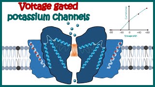 Voltage gated potassium channels  Activation Cycle of Voltage Gated Potassium Channels [upl. by Eiuqnimod]