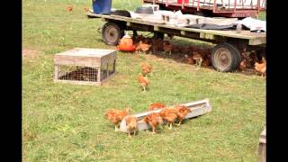 Cornell Small FarmsChenango Grazing Raising Pastured Poultry [upl. by Noreht553]