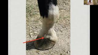 Equine regional analgesia lecture [upl. by Granthem371]