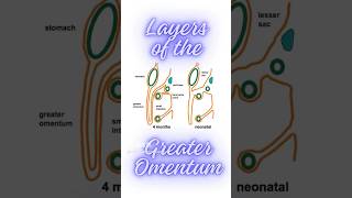 What are the layers of greater omentum shorts peritonealfolds greatersac greateromentum [upl. by Netsua143]