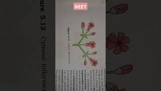 MORPHOLOGY OF FLOWERING PLANTS Cymose inflorescence neet [upl. by Atelahs980]