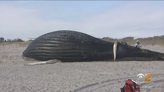 Massive Blue Whale Carcass May Explode On Canadian Beach [upl. by Cerveny]