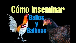 Cómo extraer semen a un gallo e Inseminar una gallina  GLP Yazori [upl. by Bergwall506]