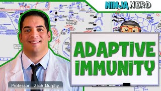 Immunology  Adaptive Immunity [upl. by Anide]