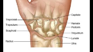 Two Minutes of Anatomy Carpal Bones Wrist Bones [upl. by Hildy]