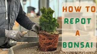 How to Repot A Bonsai [upl. by Witt999]