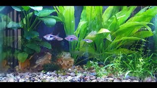 How To Breed Harlequin Rasboras [upl. by Irahcaz]