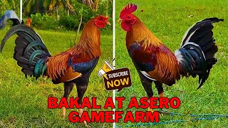 LETS GO TO BEAUTIFUL BAKAL AT ASERO GAMEFARM [upl. by Hobie759]