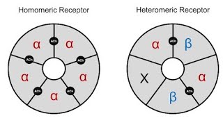 Structure of Nicotinic Acetylcholine receptors  Homomeric and Heteromeric receptors [upl. by Nawotna]