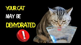 Your Cat May Be Dehydrated  How to Spot and Treat Feline Hydration Problems [upl. by Jaddo]