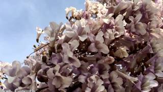 Awesome rare white Tabebuia tree in bloom [upl. by Inoy]