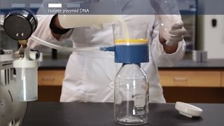 How to do a megaprep plasmid DNA purification [upl. by Annayt]