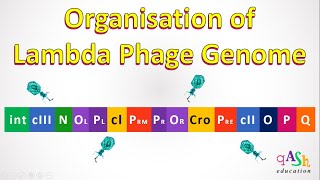 Lambda Phage Genome  lambda repressor  Cro protein  Lytic cycle  lysogeny  bacteriophage [upl. by Ervin]