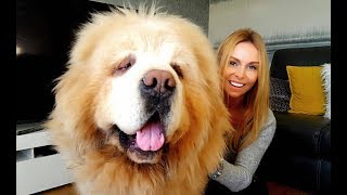 CHINESE TIBETAN MASTIFF  The Worlds Most Expensive Dog [upl. by Durning435]