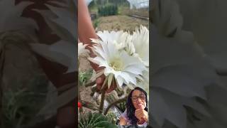 Dulce de flores de cactus🍯shorts satisfying cactus flowers mexico 🇲🇽greenscreen [upl. by Eelrihs121]