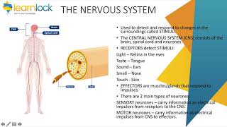 GCSE AQA Biology  B5 Homeostasis and response  Nervous system [upl. by Zinah469]