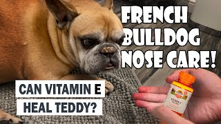 French Bulldog Nose Care Featuring Crusty Nose Teddy [upl. by Gibby]