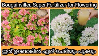 Secret Fertilizer for 500 More Flowering in Bougainvillea  ഇതു മതി ബോഗൻവില്ല പൂക്കൾകൊണ്ട് നിറയുവാൻ [upl. by Willett]