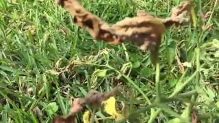 Fusarium wilt killed my tomato plant [upl. by Jabez]