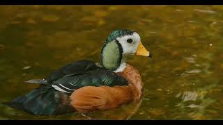 Slimbridge Wetland Centre WWT [upl. by Nastassia]