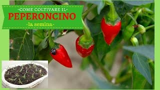 COME COLTIVARE IL PEPERONCINO PICCANTE  La semina in semenzaio [upl. by Assenay]