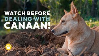 Canaan Dog Temperament Should You Get One [upl. by Wolfgram]