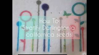 How to stratify Darlingtonia californica seeds [upl. by Orrocos]