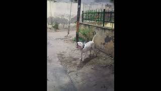 Dogo Argentino attack stranger on Owner command [upl. by Madigan97]