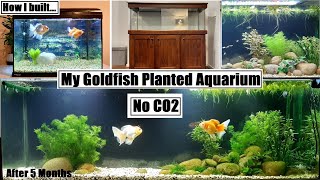 Goldfish Planted Aquarium No CO2 amp 5 Months After [upl. by Valoniah562]