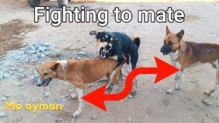 Fighting to mate dogs The Dodo MrBeast animals dogs puppy dog k1 viral cats [upl. by Acimot526]