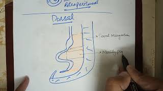 Digestive System Embryology lec2 Development of Mesenteries Falciform Ligament and Omentums [upl. by Tap]