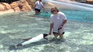 Dolphin feeding  AQUATICA Orlando 1 [upl. by Inol]