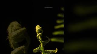 Unfurling of a Fern unfurl fern macro timelapse beautiful nature wildlife closeup HA72825 [upl. by Tindall]