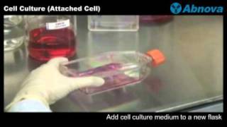 Cell Culture Attached Cell [upl. by Gone]