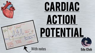 Cardiac Action Potential  Detailed Explanation with PG Questions [upl. by Nowujalo]