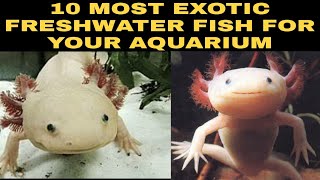 10 MOST EXOTIC FRESHWATER FISH FOR YOUR AQUARIUM [upl. by Silsbye]